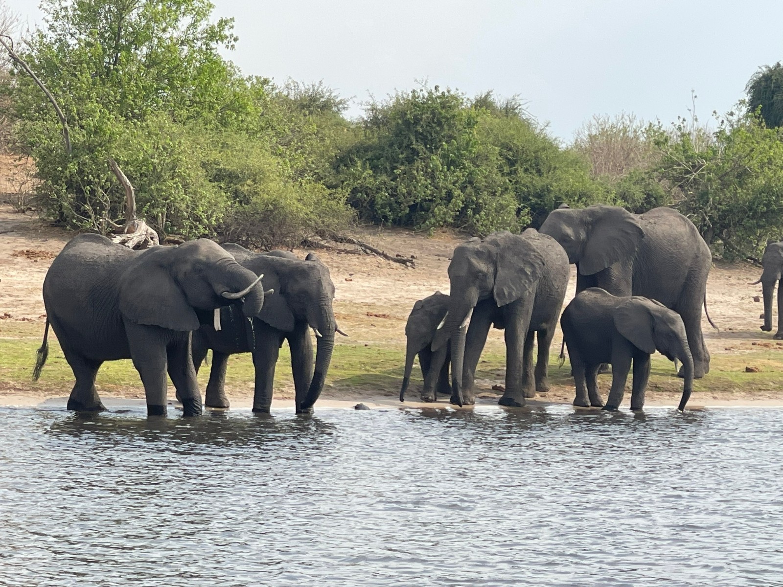 Chobe Full Day Safari Trip